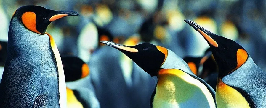 Penguins on an icy landscape